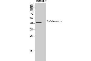 Western Blot (WB) analysis of Raw 264. (Doublecortin antibody  (Ser30))
