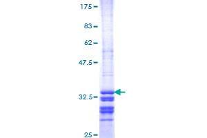 Image no. 1 for Serotonin Receptor 5A (HTR5A) (AA 223-282) protein (GST tag) (ABIN1307279) (Serotonin Receptor 5A Protein (HTR5A) (AA 223-282) (GST tag))