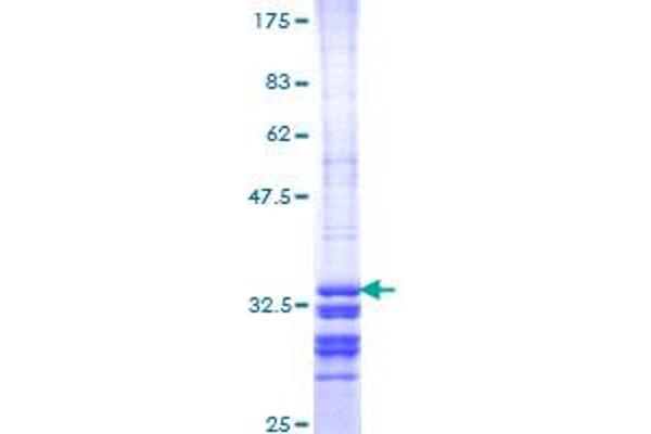 Serotonin Receptor 5A Protein (HTR5A) (AA 223-282) (GST tag)