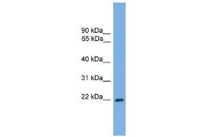 WB Suggested Anti-Msc Antibody Titration:  0. (Musculin antibody  (C-Term))