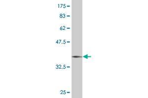 NLRP12 antibody  (AA 1-110)