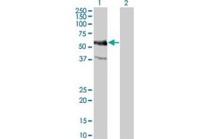 c-MYC antibody  (AA 330-439)