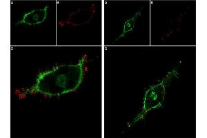 Live cell imaging of recombinant human GDNF-Biotin protein in live intact human SH-SY5Y cells.