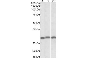 ABIN571226 (0. (PSMA4 antibody  (Internal Region))
