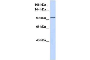 Western Blotting (WB) image for anti-Zinc Finger Protein 280D (ZNF280D) antibody (ABIN2458187) (ZNF280D antibody)