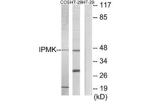 Western Blotting (WB) image for anti-Inositol Polyphosphate Multikinase (IPMK) (C-Term) antibody (ABIN1849800)