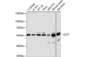 Western blot analysis of extracts of various cell lines, using CCT7 antibody (ABIN6128982, ABIN6138112, ABIN6138113 and ABIN6215731) at 1:3000 dilution. (CCT7 antibody  (AA 310-500))