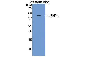 Figure. (C8B antibody  (AA 161-503))