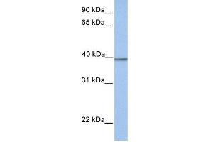 AMT antibody used at 1 ug/ml to detect target protein.