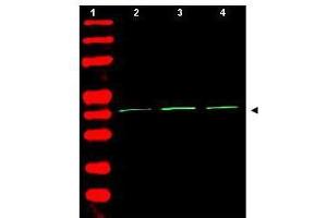 Western Blot of Rabbit Anti-Beta Actin Antibody. (beta Actin antibody  (AA 359-368))