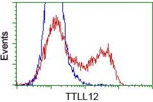 Flow Cytometry (FACS) image for anti-Tubulin tyrosine Ligase-Like Family, Member 12 (TTLL12) antibody (ABIN1499032) (TTLL12 antibody)