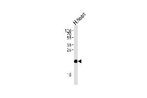 Western blot analysis of lysate from human heart tissue lysate, using ORML2 Antibody (Center) (ABIN654769 and ABIN2844449). (ORMDL2 antibody  (AA 53-81))