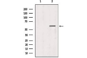 Western blot analysis of extracts from 293, using tbx21 Antibody. (T-Bet antibody  (Internal Region))