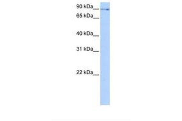 NUFIP2 antibody  (AA 186-235)