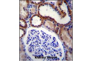 P3K15 Antibody (N-term) (ABIN656257 and ABIN2845573) immunohistochemistry analysis in forlin fixed and paraffin embedded hun kidney tissue followed by peroxidase conjugation of the secondary antibody and DAB staining.