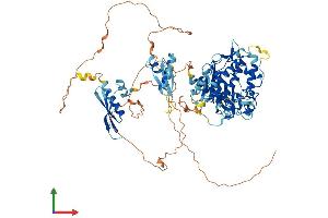 AlphaFold protein structure predicition of Human Recombinant ADARB2 Protein, UniprotID Q9NS39 (ADARB2 Protein (AA 1-739) (His tag))
