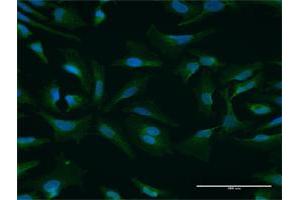 Immunofluorescence (IF) image for anti-Nuclear Fragile X Mental Retardation Protein Interacting Protein 1 (NUFIP1) (AA 1-276) antibody (ABIN525779)