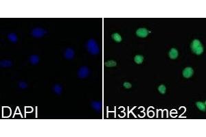Immunofluorescence analysis of 293T cell using H3K36me2 antibody. (Histone 3 antibody  (H3K36me2))