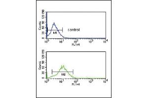 BDKRB1 Antibody (Center) (ABIN652683 and ABIN2842455) flow cytometric analysis of HepG2 cells (bottom histogram) compared to a negative control cell (top histogram). (BDK_1 (AA 213-239) antibody)