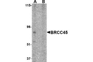 Western Blotting (WB) image for anti-Brain and Reproductive Organ-Expressed (TNFRSF1A Modulator) (BRE) (N-Term) antibody (ABIN1031282) (BRE antibody  (N-Term))