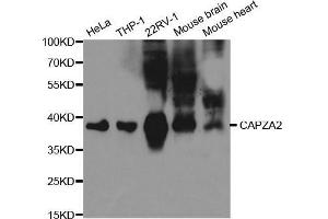 Western blot analysis of extracts of various cell lines, using CAPZA2 antibody. (CAPZA2 antibody  (AA 1-286))