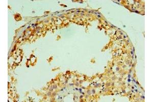 Immunohistochemistry of paraffin-embedded human testis tissue using ABIN7147022 at dilution of 1:100 (Cathepsin L2 antibody  (AA 105-334))