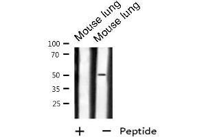 Western blot analysis of GPR180 expression in Mouse lung lysate (GPR180 antibody  (Internal Region))