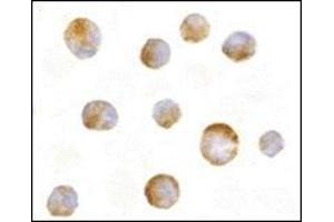 Immunocytochemistry of Mcl-1 in Raji cells with this product at 10 μg/ml. (MCL-1 antibody  (N-Term))
