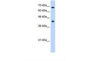 Image no. 1 for anti-Carbohydrate (N-Acetylgalactosamine 4-0) Sulfotransferase 8 (CHST8) (AA 201-250) antibody (ABIN6738605) (CHST8 antibody  (AA 201-250))