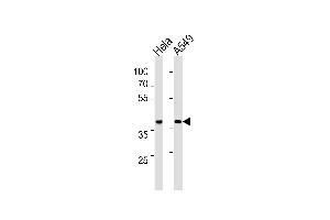 ERCC1 Antibody (C-term) (ABIN1882194 and ABIN2843349) western blot analysis in Hela,A549 cell line lysates (35 μg/lane). (ERCC1 antibody  (C-Term))