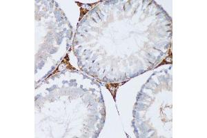 Immunohistochemistry of paraffin-embedded mouse testis using PGRMC1 antibody.