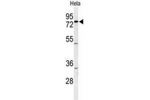 Western blot analysis of CLPTM1 Antibody (Center) in Hela cell line lysates (35µg/lane).