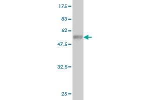 Western Blot detection against Immunogen (56. (EPH Receptor A7 antibody  (AA 1-279))