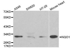 Western blot analysis of extracts of various cell lines, using NQO1 antibody. (NQO1 antibody  (AA 1-50))