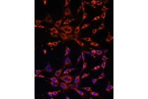Immunofluorescence analysis of NIH-3T3 cells using ITPR3 antibody (ABIN6132120, ABIN6142616, ABIN6142617 and ABIN6216547) at dilution of 1:100. (ITPR3 antibody  (AA 1630-1870))