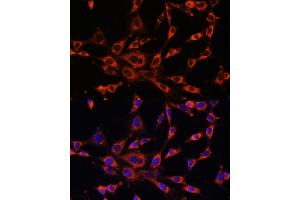 Immunofluorescence analysis of NIH-3T3 cells using ITPR3 antibody (ABIN6132120, ABIN6142616, ABIN6142617 and ABIN6216547) at dilution of 1:100. (ITPR3 antibody  (AA 1630-1870))