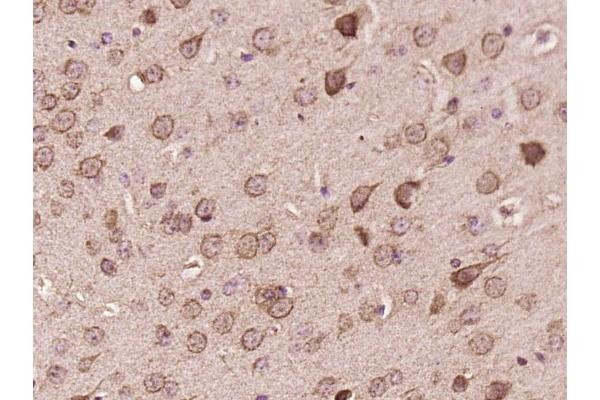 TMED10 antibody  (AA 101-200)
