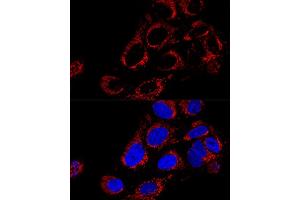 Confocal immunofluorescence analysis of U2OS cells using TOMM40 Polyclonal Antibody (ABIN1683091, ABIN3017594, ABIN3017595 and ABIN6220162) at dilution of 1:200. (TOMM40 antibody  (AA 1-90))