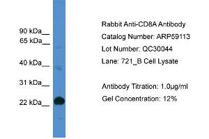 WB Suggested Anti-CD8A  Antibody Titration: 0. (CD8 alpha antibody  (Middle Region))