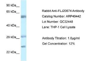 WB Suggested Anti-FLJ20674 Antibody Titration:  0. (FLJ20674 (N-Term) antibody)