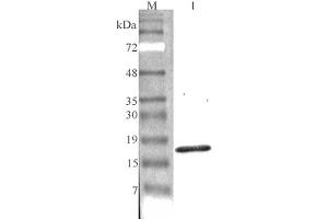 Western blot analysis using anti-CTRP7 (GD) (human), pAb  at 1:4'000 dilution. (CTRP7 antibody  (Globular Domain))