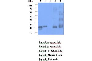 Western blot analysis: Lane1 : a- synuclein Lane2 : b- synuclein Lane3 : g- synuclein Lane4 : Mouse brain Lane3 : Rat brain. (Alpha, beta Synuclein (AA 119-140) antibody)