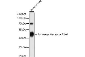 Western blot analysis of extracts of Mouse lung, using Purinergic Receptor P2Y6 antibody (ABIN3016120, ABIN3016121, ABIN3016122 and ABIN6219555) at 1:1000 dilution. (P2RY6 antibody)