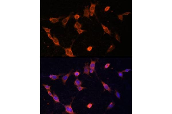 UFC1 antibody  (AA 1-167)
