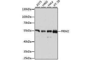Western blot analysis of extracts of various cell lines, using PRIM2 antibody (ABIN4904851) at 1:3000 dilution.