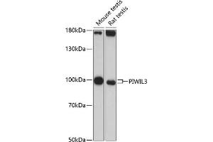 Western blot analysis of extracts of various cell lines, using PIWIL3 antibody (ABIN6133141, ABIN6145702, ABIN6145703 and ABIN6217113) at 1:3000 dilution. (PIWIL3 antibody  (AA 40-320))