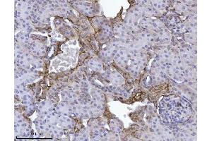 IHC analysis of Annexin-4/ANXA4 using anti-Annexin-4/ANXA4 antibody (ABIN7599265). (Annexin IV antibody  (AA 1-319))
