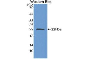 Western Blotting (WB) image for anti-Sonic Hedgehog (SHH) (AA 36-193) antibody (ABIN3205990) (Sonic Hedgehog antibody  (AA 36-193))