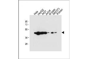 All lanes : Anti-TUFM Antibody (N-term) at 1:2000 dilution Lane 1: Hela whole cell lysate Lane 2: HepG2 whole cell lysate Lane 3: A431 whole cell lysate Lane 4: Jurkat whole cell lysate Lane 5: Mouse brain tissue lysate Lane 6: NIH/3T3 whole cell lysate Lane 7: Rat brain whole cell lysate Lysates/proteins at 20 μg per lane. (TUFM antibody  (N-Term))