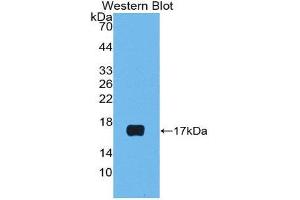 Western Blotting (WB) image for anti-Luteinizing Hormone beta Polypeptide (LHB) (AA 23-141) antibody (ABIN1859651)